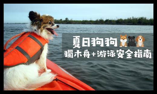 夏日狗狗獨木舟及游泳安全指南